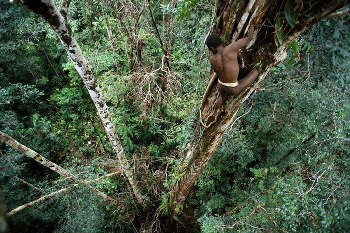 Sowayen climbing down a “yambim” or ironwood tree after knocking loose a nest of black ants that he uses for fish bait. The Korowai are superb climbers, and get up thick trees like this by gripping vines with their hands and splayed toes. It took him about a minute to get up this tree, and it took Neeld Messler, a rope expert, over an hour to rig this tree with ropes so the photographer could climb it safely. In the lower left corner Sayah is watching. One of their fishing methods is to put a piece of an ant nest in the water and wait for the fish to come and eat the drowning ants. The fisherman hides behind foliage on the river bank, and shoots the fish with a four-pointed arrow. This picture was taken as part of an expedition for GEO Magazine and National Geographic Magazine to document the way of life of the Korowai tribe. Most of the Korowai in these photos had never had prior contact with anyone outside of their language group, and have no material goods from the outside world. They live in tree houses built above the forest floor to protect themselves from outsiders. The Korowai believe that contact with outsiders will bring an end to their culture. Cannibalism has been part of their traditional system of criminal justice to avenge the death of their clansmen, but the practice is dying out and is outlawed by the Indonesian government. The Korowai believe that most natural deaths are caused by sorcery, and must be avenged by the death (and consumption) of the person responsible.
